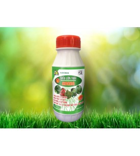 SIÊU LỚN TRÁI KOREA 500ML