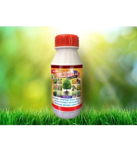 VUA KÍCH RỄ 